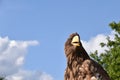 Sea eagle close up portrait Royalty Free Stock Photo