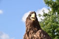 Sea eagle close up portrait Royalty Free Stock Photo