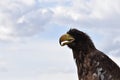 Sea eagle close up portrait Royalty Free Stock Photo