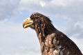 Sea eagle close up portrait Royalty Free Stock Photo