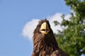 Sea eagle close up portrait Royalty Free Stock Photo