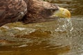 A sea eagle is drinking in the water. Close up of the bird's head, Water droplets leak from the beak. Detailed, yellow Royalty Free Stock Photo