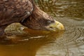 A sea eagle is drinking in the water. Close up of the bird's head, Water droplets leak from the beak. Detailed Royalty Free Stock Photo