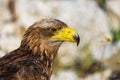 Sea eagle eye. Portrait of white-tailed eagle, Haliaeetus albicilla, in summer nature. Majestic bird with large hooked beak. Royalty Free Stock Photo