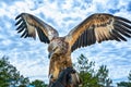 The sea eagle is flapping its wings with prey to attack Royalty Free Stock Photo