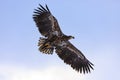 Sea eagle in flight. White-tailed eagle, Haliaeetus albicilla, flies with widely spread wings isolated on blue sky. Majestic bird Royalty Free Stock Photo