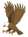 The Sea eagle fly Royalty Free Stock Photo