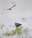 Sea eagle in the heat resting in the water