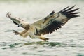 Sea eagle hunting Royalty Free Stock Photo