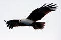 Sea eagle hunts for prey