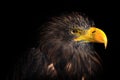 Sea eagle Royalty Free Stock Photo