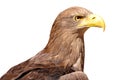 Sea eagle Royalty Free Stock Photo