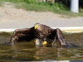 Sea eagle landing on water Royalty Free Stock Photo