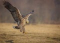 Sea eagle landing Royalty Free Stock Photo