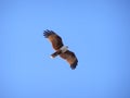 Sea Eagle over a fisherman at Yaroomba Sunshine Coast Australia