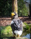 A sea eagle is perched on a log by the river Royalty Free Stock Photo