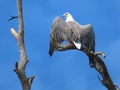 A sea eagle perches on a tree