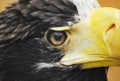 Sea Eagle's Eye Royalty Free Stock Photo