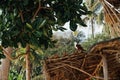 The sea eagle sits on the roof of a bungalow in Asia. A majestic, restive . Royalty Free Stock Photo