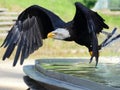 Sea eagle training hunt Royalty Free Stock Photo