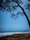 Sea eagle tree shadow bluesea Royalty Free Stock Photo