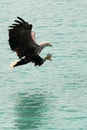 Landing eagle with big claws