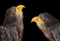 Sea eagles Royalty Free Stock Photo