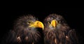Sea eagles Royalty Free Stock Photo