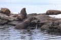 Sea eared seals on a pier Royalty Free Stock Photo