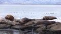 Sea eared seals on a pier Royalty Free Stock Photo