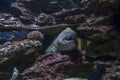 Sea eel among rocks under water Royalty Free Stock Photo