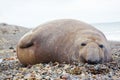 Sea elephant Royalty Free Stock Photo