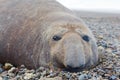 Sea elephant Royalty Free Stock Photo