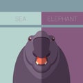 Sea elephant flat postcard
