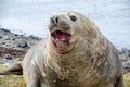 Sea elephant Royalty Free Stock Photo