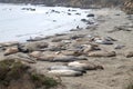 Sea Elephants Colony - California, United States