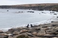 Sea Elephants Colony - California, United States