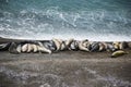 Sea elephants, patagonia Royalty Free Stock Photo