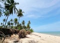 Sea erosion at coconut palm plantation near the beach Royalty Free Stock Photo