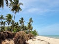 Sea erosion at coconut palm plantation near the beach Royalty Free Stock Photo