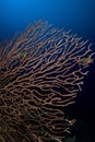 Sea Fan 2 Royalty Free Stock Photo