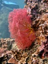 Sea Fan Royalty Free Stock Photo