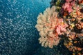 Sea Fan with colorful soft coral reef in Thailand Royalty Free Stock Photo
