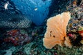 Sea Fan with colorful soft coral reef in Thailand Royalty Free Stock Photo