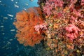 Sea Fan with colorful soft coral reef in Thailand Royalty Free Stock Photo