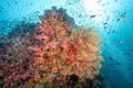 Sea Fan with colorful soft coral reef in Thailand Royalty Free Stock Photo