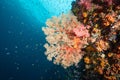 Sea Fan with colorful soft coral reef in Thailand Royalty Free Stock Photo