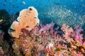 Sea Fan with colorful soft coral reef in Thailand Royalty Free Stock Photo