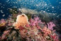 Sea Fan with colorful soft coral reef in Thailand Royalty Free Stock Photo