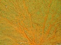 Sea Fan Coral Abstract Royalty Free Stock Photo